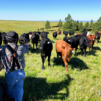 rancher with cattle