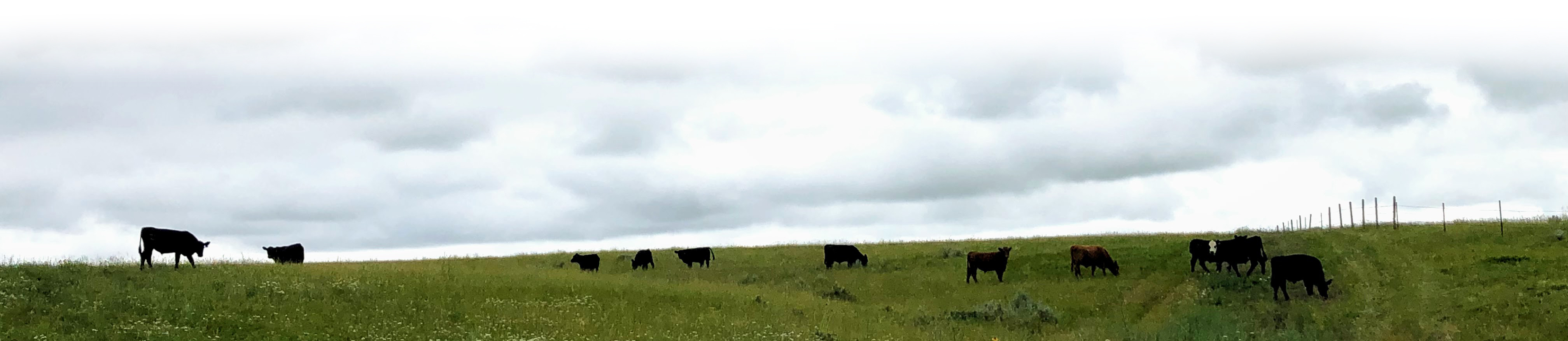 cattle in field under overcast skies